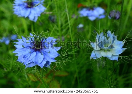 Close up picture of some corn flowers
