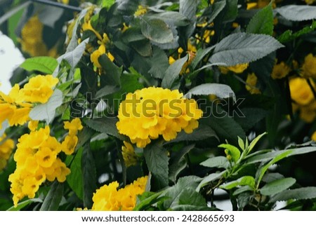 Yellow Bells Flower, Tecoma Stans Flower, Chandra Prova Flower