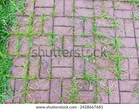 side walk paving block. weeds and grass between pavement. 