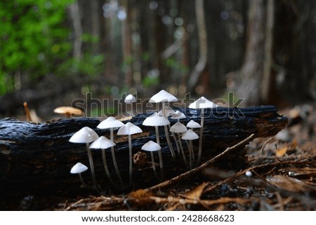 Close up picture of white mushrooms