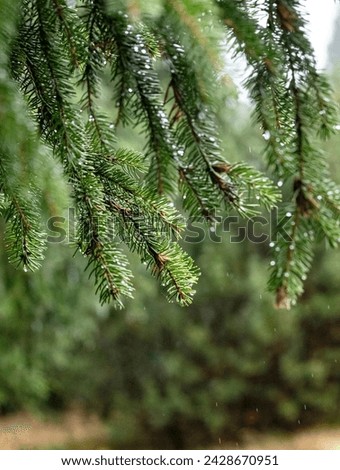 drops of water on the fir branch 2