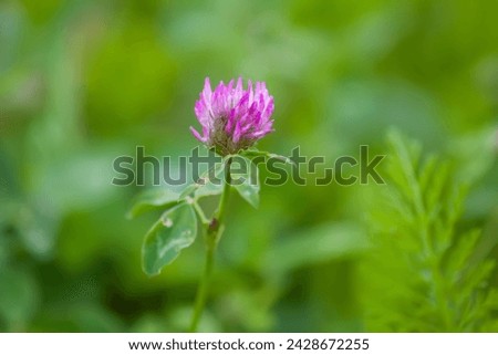 Pink clover flower. Wildflower close up.  Royalty-Free Stock Photo #2428672255