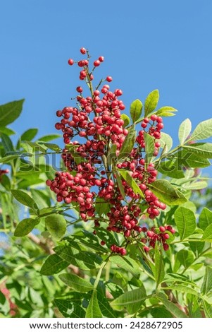 Fresh pink peppercorns on peruvian pepper tree branch. Blue sky at the background. Royalty-Free Stock Photo #2428672905