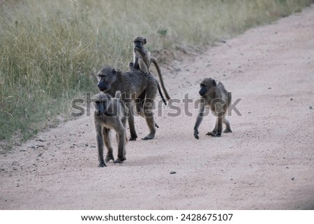 couple of baboons with baby baboon sitting on mamas back