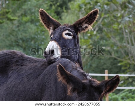 Portrait of a cute and funny donkey resting its head on his sibling. Two loving jackasses kissing each other in a scenic rural area. Beautiful farm animals enjoying a good time together. Royalty-Free Stock Photo #2428677055