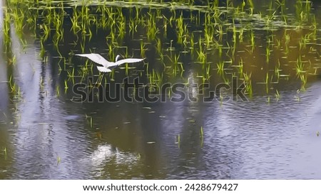 Just saw a beautiful white buck flying over the water in a freshwater marsh. It is a very beautiful, enjoyable scene. Royalty-Free Stock Photo #2428679427