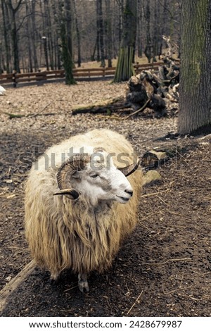Photo of a ram with long hair. Ram in the zoo exhibit. A ram with long curved horns. Animal in zoo exhibit. Animal, fur, wool, horns, park.