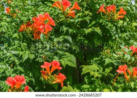 It's photo of trumpet vine flowers in garden. It's red flower in shadow. It is close up view of pink flower in the shadow park.