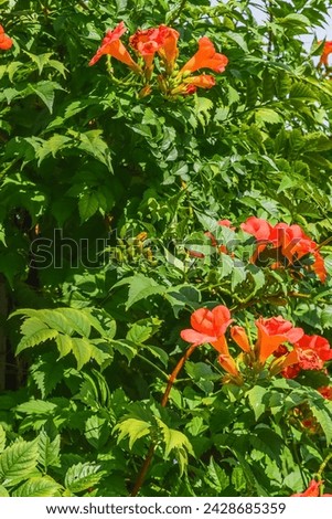 It's a photo of trumpet vine flowers in garden. It's red flower in shadow. It is close up view of pink flower in a shadow park.
