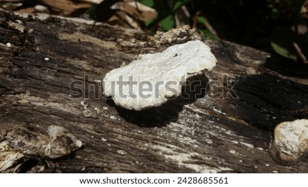 this is a picture of a mushroom plants