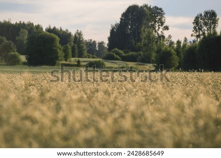 a field of almost ready crops in autumn