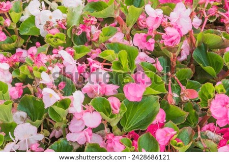 It's the photo of pink Begonia flower (Begonia semperflorens). It is the close up view of blooming pink flower in garden. Its view of begonia flower bed in park. It is flower background.