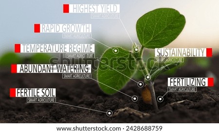 Green Sprout Soybean, Growing in Fertile Soil, Smart Agriculture. Agriculture and Highest Yield Concept. 