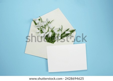 Beautiful flowers white snowdrops (Galanthus nivalis), in postal envelope and white blank sheet with space for text on a blue background. Top view, flat lay. Space for text.  Royalty-Free Stock Photo #2428694625