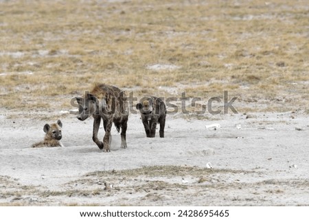 Hyena at Amboseli national park, Kenya