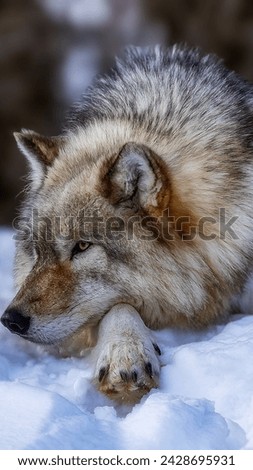 The snow wolf (Canis lupus arctos) is a subspecies of gray wolf native to the High Arctic tundra of Canada＇s Queen Elizabeth Islands, from Melville Island to Ellesmere Island.  Royalty-Free Stock Photo #2428695931
