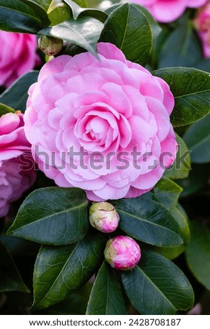Camellia Japonica Nuccios Cameo flower grown in a garden in Madrid