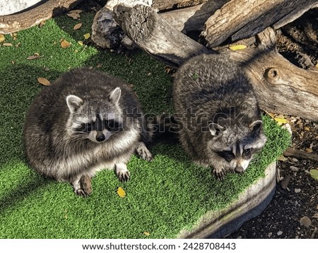 Two super cute young raccoons (Procyon lotor) posing for a camera at the zoo.