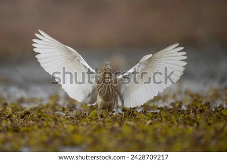 Indian Pond heron Landing in wetland 