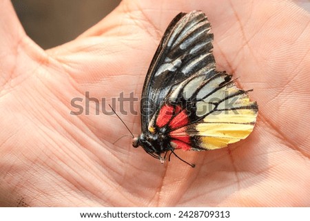 The wings of a dead butterfly rest on your hand. Beautiful butterflies have a short life. Royalty-Free Stock Photo #2428709313