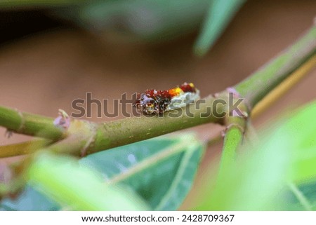 Select close focus Phauda flammans moth's caterpillar, a shiny orange-yellow caterpillar on a green leaf.