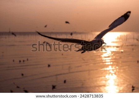 Silhouette of seagull at sunset.Blurred picture