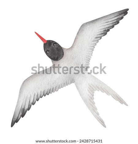Watercolor illustration. Hand painted arctic tern with white wings, feathers, red beak and black head. Flying seabird with spread wings. Seagull, sterna. Bird in the air. Isolated animal clip art