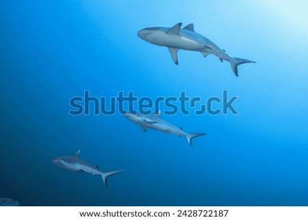 Grey reef sharks in Maldives islands waters