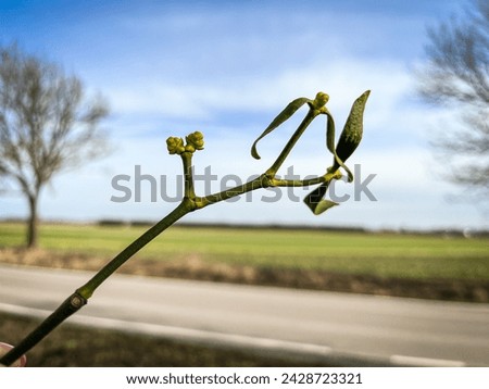 A Green mistletoe in spring 