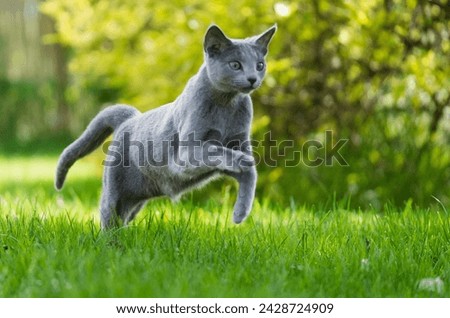 Russian Blue Cat running through the Garden