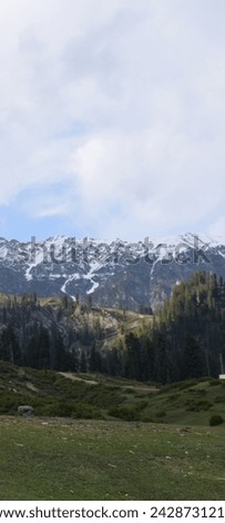 The photo features a breathtaking spring wonderland, with snow covered mountains towering above a forest of evergreens.