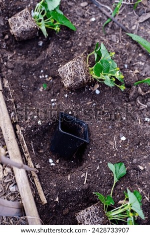Black plastic nursery pots unpotted strawberry seedlings, strong roots system, leaves and small young green fruits ready transplant, backyard garden raised bed compost, irrigation system, Texas. USA Royalty-Free Stock Photo #2428733907