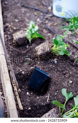 Healthy seedlings of strawberry plants unpotted from black plastic nursery pot ready to transplant into backyard garden, blurred 2 gallon bucket, raised bed compost, irrigation system in Texas. USA Royalty-Free Stock Photo #2428733909