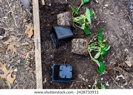 Top view plastic nursery pots unpotted strawberry seedlings, strong roots system, leaves, small young green fruits ready transplant, backyard garden raised bed compost, irrigation system, Texas. USA Royalty-Free Stock Photo #2428733911