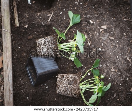 Toned photo black plastic nursery pots unpotted strawberry seedlings, strong roots system, leaves, small young green fruits ready transplant, backyard garden raised bed, irrigation system, Texas. USA Royalty-Free Stock Photo #2428733917