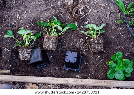 Top view plastic nursery pots unpotted strawberry seedlings, strong roots system, leaves, small young green fruits ready transplant, backyard garden raised bed compost, irrigation system, Texas. USA Royalty-Free Stock Photo #2428733921