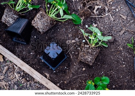 Top view plastic nursery pots unpotted strawberry seedlings, strong roots system, leaves, small young green fruits ready transplant, backyard garden raised bed compost, irrigation system, Texas. USA Royalty-Free Stock Photo #2428733925