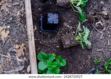 Black plastic nursery pots unpotted strawberry seedlings, strong roots system, leaves and small young green fruits ready transplant, backyard garden raised bed compost, irrigation system, Texas. USA Royalty-Free Stock Photo #2428733927