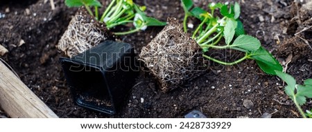 Panorama black plastic nursery pots unpotted strawberry seedlings, strong roots system, leaves, small young green fruits ready transplant, backyard garden raised bed compost, irrigation system. USA Royalty-Free Stock Photo #2428733929