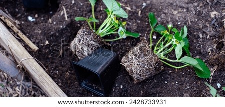 Panorama black plastic nursery pots unpotted strawberry seedlings, strong roots system, leaves, small young green fruits ready transplant, backyard garden raised bed compost, irrigation system. USA Royalty-Free Stock Photo #2428733931
