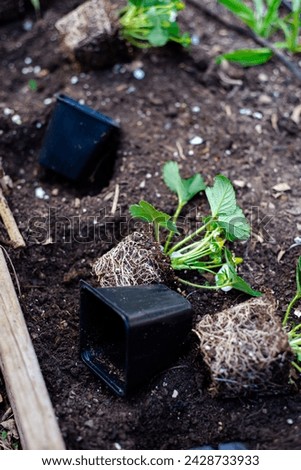 Black plastic nursery pots unpotted strawberry seedlings, strong roots system, leaves and small young green fruits ready transplant, backyard garden raised bed compost, irrigation system, Texas. USA Royalty-Free Stock Photo #2428733933