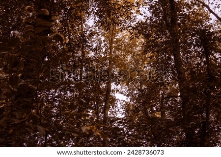 forest with autumn colors and dark wood trees with golden leaves and blue sky Royalty-Free Stock Photo #2428736073