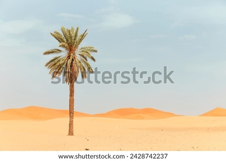 Beautiful desert landscape with sand dunes and one lonely palm - Morocco, Sahara, Merzouga. 