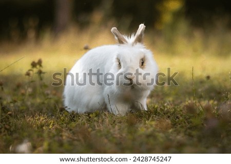 Front View Portrait of White Bunny on Lawn. Cute Small Lionhead Rabbit on a Green Grass Meadow. Domestic Animal Outside in the Garden.