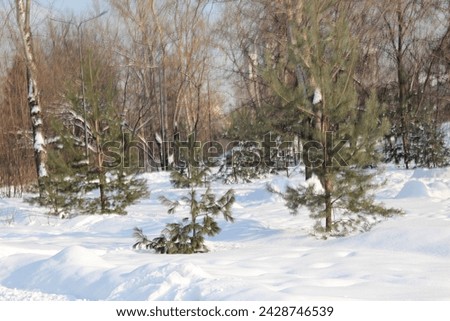 Snow-covered fir trees in the rays of the bright winter sun
