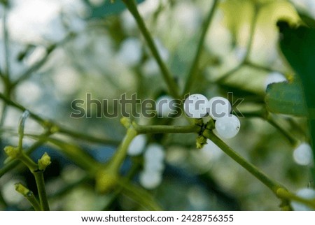 European Mistletoe (Viscum album) white Berries