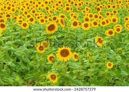 Field of sunflowers on a sunny summer day, natural background. Sunflower field in summer season.