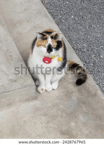 Cat in a collar with a gps-tracker, stock photo