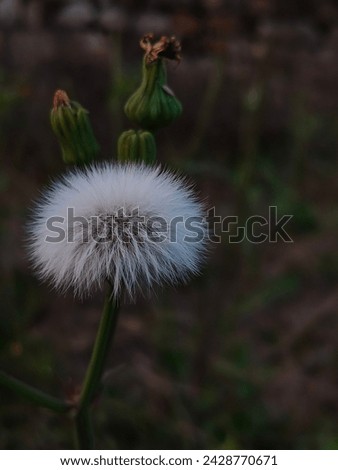 The following picture is dandelion at the time of sunset. 