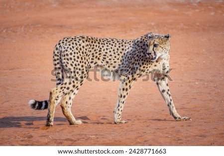Cheetah in a natural habitat, Namibia. Full body portrait of a cheetah isolated on red sand background in Kalahari desert. Big cats and predators in wild nature of Africa.